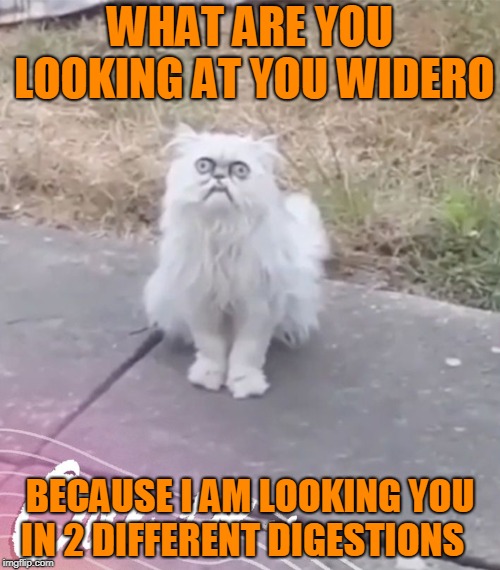 the cat | WHAT ARE YOU LOOKING AT YOU WIDERO; BECAUSE I AM LOOKING YOU IN 2 DIFFERENT DIGESTIONS | image tagged in cat,wtf | made w/ Imgflip meme maker