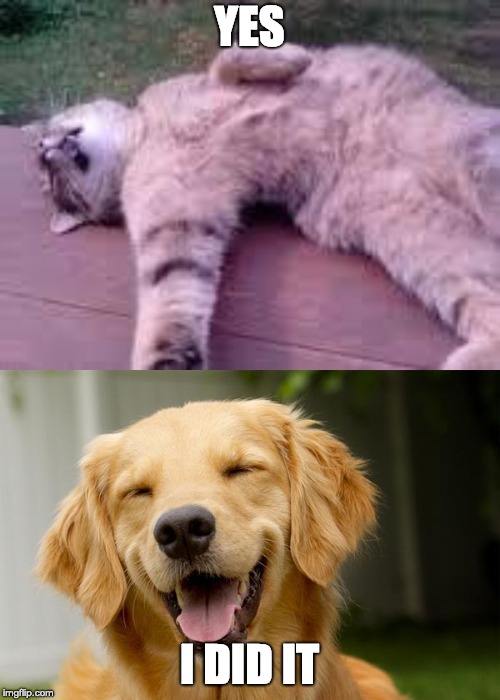 YES I DID IT | image tagged in happy dog,dead cat | made w/ Imgflip meme maker