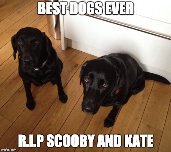 Black Labradors | BEST DOGS EVER; R.I.P SCOOBY AND KATE | image tagged in black labradors | made w/ Imgflip meme maker