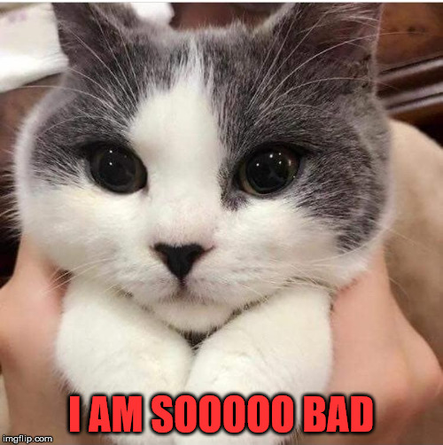 Looks like a mean one | I AM SOOOOO BAD | image tagged in bad cat | made w/ Imgflip meme maker
