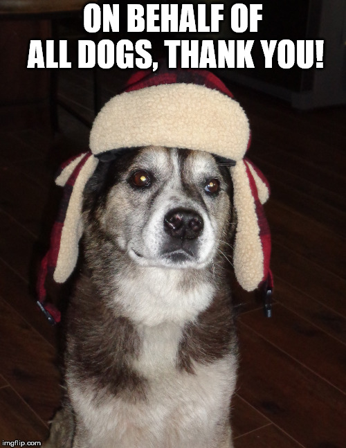 hunting dog | ON BEHALF OF ALL DOGS, THANK YOU! | image tagged in hunting dog | made w/ Imgflip meme maker