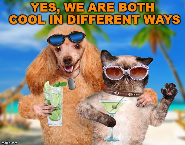 Cat and Dog Sipping Cocktails | YES, WE ARE BOTH COOL IN DIFFERENT WAYS | image tagged in cat and dog sipping cocktails,cats | made w/ Imgflip meme maker