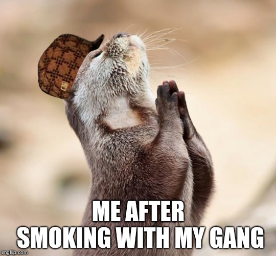 animal praying | ME AFTER SMOKING WITH MY GANG | image tagged in animal praying,scumbag | made w/ Imgflip meme maker