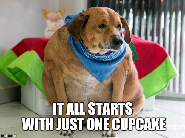 fat dog | IT ALL STARTS WITH JUST ONE CUPCAKE | image tagged in fat dog | made w/ Imgflip meme maker