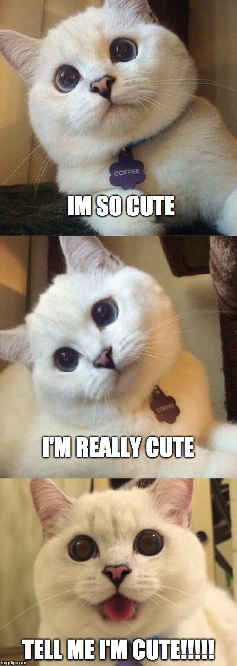 bad pun cat  | IM SO CUTE; I'M REALLY CUTE; TELL ME I'M CUTE!!!!! | image tagged in bad pun cat | made w/ Imgflip meme maker