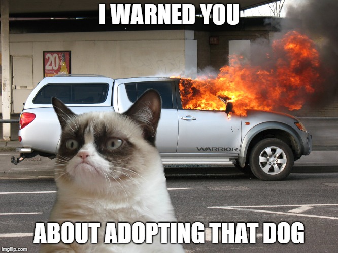 Grumpy Cat Fire Car | I WARNED YOU; ABOUT ADOPTING THAT DOG | image tagged in grumpy cat fire car | made w/ Imgflip meme maker