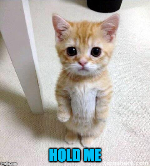 Cute Cat Meme | HOLD ME | image tagged in memes,cute cat | made w/ Imgflip meme maker