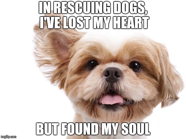 Rescue dogs | IN RESCUING DOGS, I'VE LOST MY HEART; BUT FOUND MY SOUL | image tagged in dog rescue,lost my heart,found my soul | made w/ Imgflip meme maker