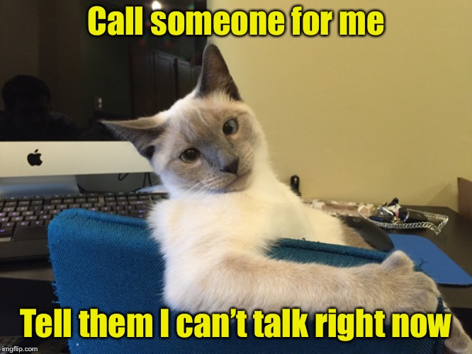 If cats were in charge | Call someone for me; Tell them I can’t talk right now | image tagged in executive cat,prank | made w/ Imgflip meme maker