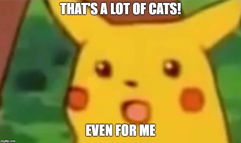 THAT'S A LOT OF CATS! EVEN FOR ME | made w/ Imgflip meme maker