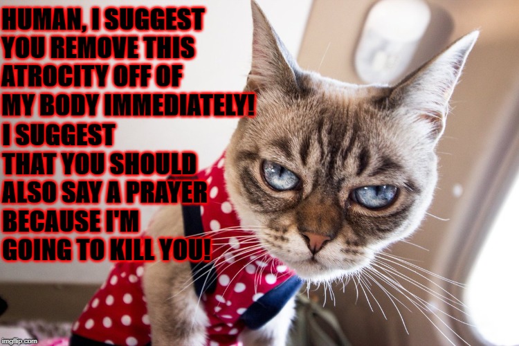 HUMAN, I SUGGEST YOU REMOVE THIS ATROCITY OFF OF MY BODY IMMEDIATELY! I SUGGEST THAT YOU SHOULD ALSO SAY A PRAYER BECAUSE I'M GOING TO KILL YOU! | image tagged in unhappy cat | made w/ Imgflip meme maker