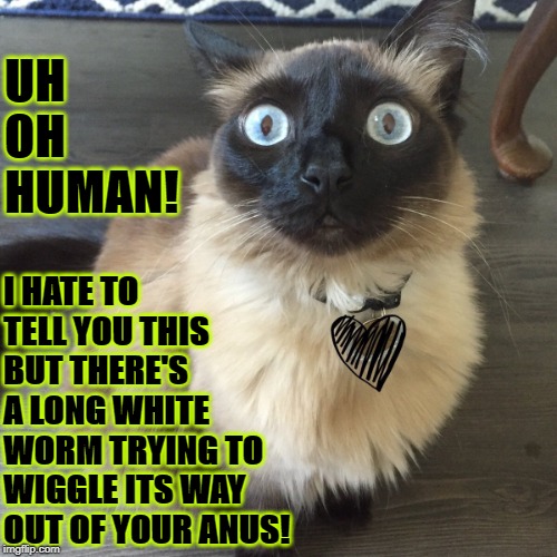 UH OH HUMAN | UH OH HUMAN! I HATE TO TELL YOU THIS BUT THERE'S A LONG WHITE WORM TRYING TO WIGGLE ITS WAY OUT OF YOUR ANUS! | image tagged in uh oh human | made w/ Imgflip meme maker