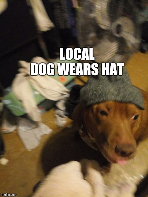 Dog | LOCAL DOG WEARS HAT | image tagged in dogs,imgflip news | made w/ Imgflip meme maker
