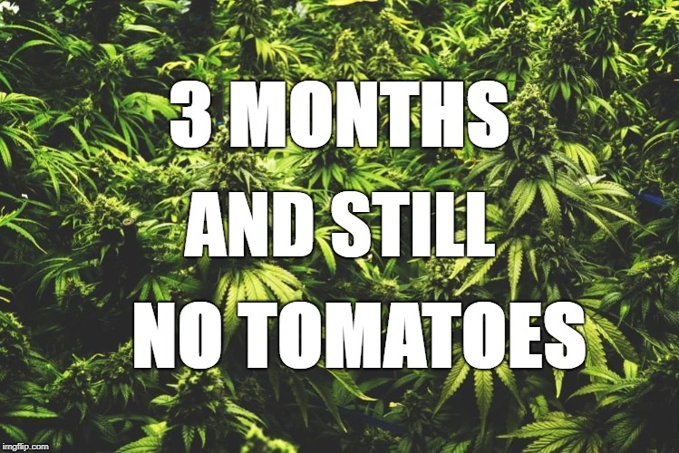 Weed Humor | 3 MONTHS; AND STILL; NO TOMATOES | image tagged in cannabis,tomatoes,green thumb,farming,high times,stoned | made w/ Imgflip meme maker