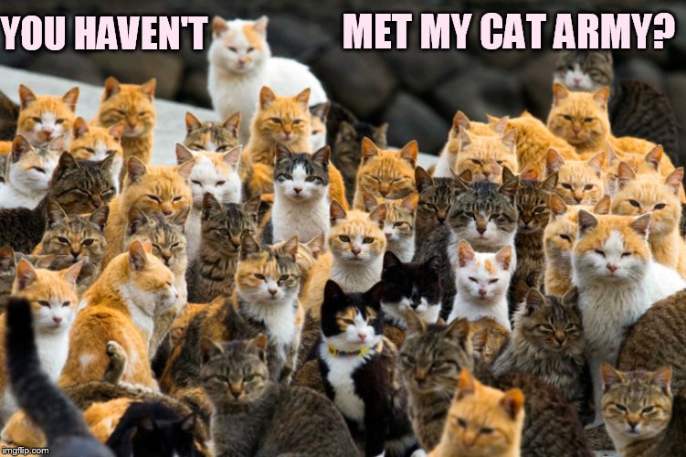 MET MY CAT ARMY? YOU HAVEN'T | made w/ Imgflip meme maker