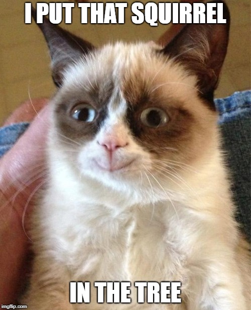 Grumpy Cat Happy Meme | I PUT THAT SQUIRREL IN THE TREE | image tagged in memes,grumpy cat happy,grumpy cat | made w/ Imgflip meme maker