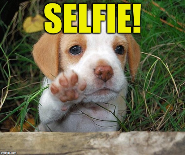 dog puppy bye | SELFIE! | image tagged in dog puppy bye | made w/ Imgflip meme maker