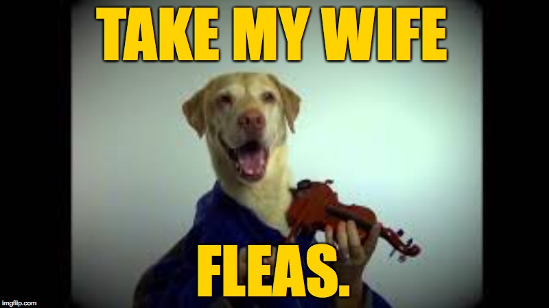 TAKE MY WIFE; FLEAS. | image tagged in memes,take my wife,violin dog,henny youngman | made w/ Imgflip meme maker