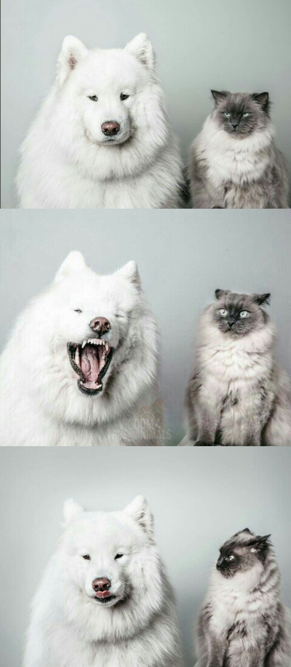 High Quality bad joke dog cat Blank Meme Template