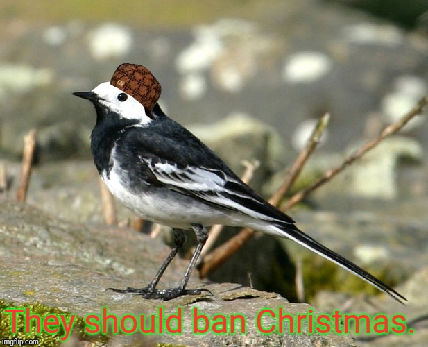 Savage Pied Wagtail | They should ban Christmas. | image tagged in savage pied wagtail,scumbag | made w/ Imgflip meme maker