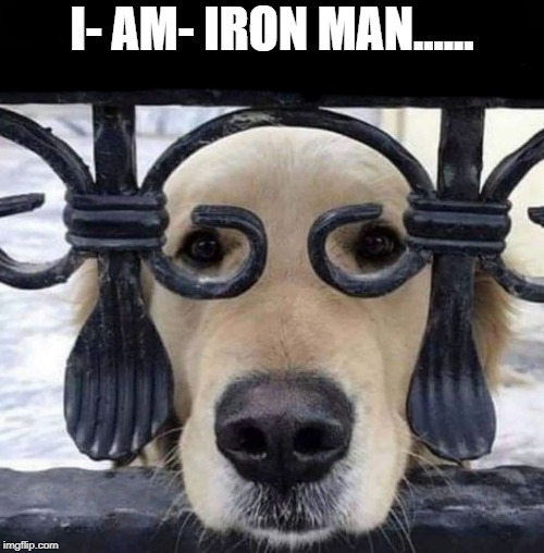 funny dog | I- AM- IRON MAN...... | image tagged in dog,iron man | made w/ Imgflip meme maker