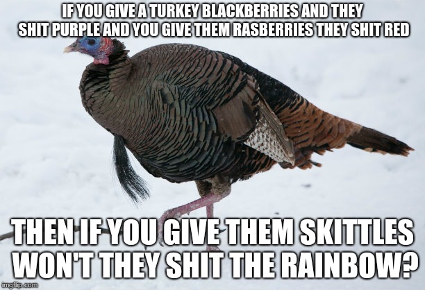 IF YOU GIVE A TURKEY BLACKBERRIES AND THEY SHIT PURPLE AND YOU GIVE THEM RASBERRIES THEY SHIT RED; THEN IF YOU GIVE THEM SKITTLES WON'T THEY SHIT THE RAINBOW? | image tagged in turkey | made w/ Imgflip meme maker