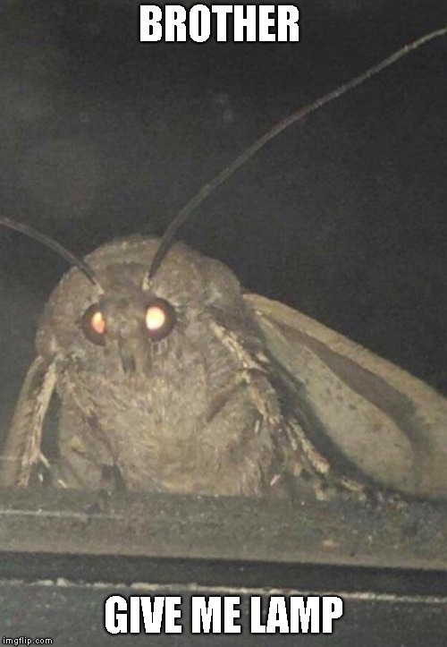Moth | BROTHER; GIVE ME LAMP | image tagged in moth | made w/ Imgflip meme maker