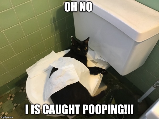 OH NO; I IS CAUGHT POOPING!!! | image tagged in funny cat memes,wierd | made w/ Imgflip meme maker