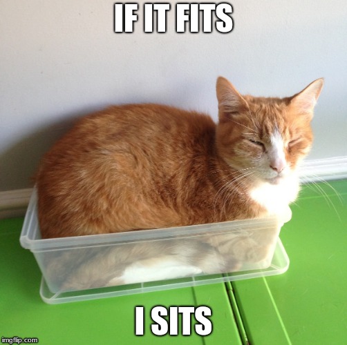 I guess it fits... | IF IT FITS; I SITS | image tagged in cats,funny cats,lolcats | made w/ Imgflip meme maker