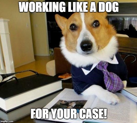 Lawyer Corgi Dog | WORKING LIKE A DOG; FOR YOUR CASE! | image tagged in lawyer corgi dog | made w/ Imgflip meme maker