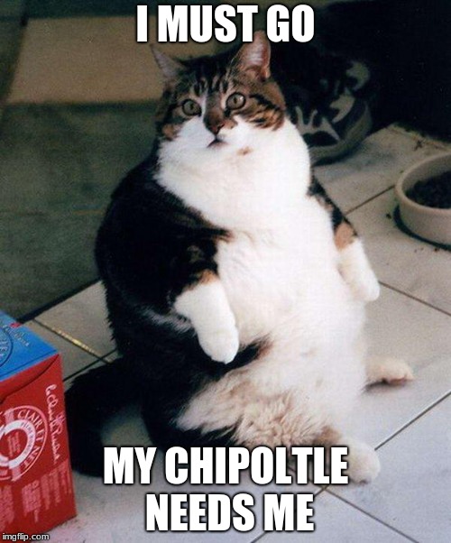 fat cat | I MUST GO; MY CHIPOLTLE NEEDS ME | image tagged in fat cat | made w/ Imgflip meme maker