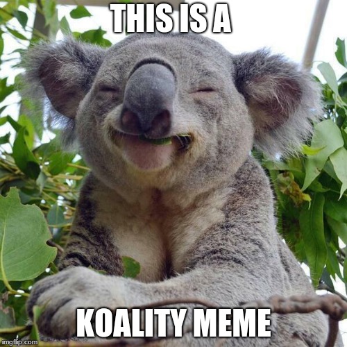 When there isn't a "pad pun koala" template | THIS IS A; KOALITY MEME | image tagged in smiling koala,bad pun koala,koality meme | made w/ Imgflip meme maker