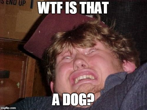 WTF Meme | WTF IS THAT A DOG? | image tagged in memes,wtf | made w/ Imgflip meme maker