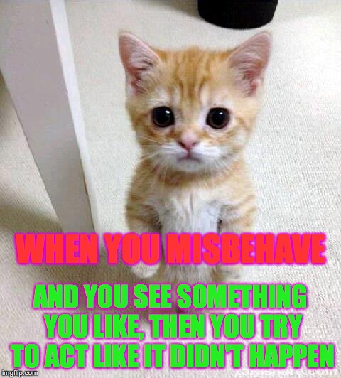 Cute Cat | WHEN YOU MISBEHAVE; AND YOU SEE SOMETHING YOU LIKE, THEN YOU TRY TO ACT LIKE IT DIDN'T HAPPEN | image tagged in memes,cute cat | made w/ Imgflip meme maker