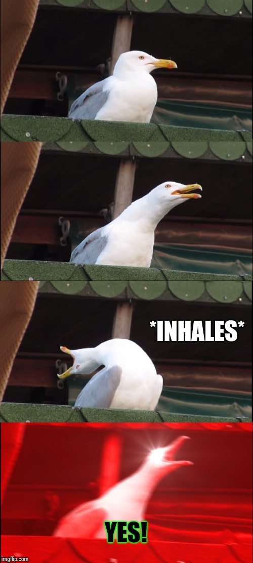 Inhaling Seagull Meme | *INHALES* YES! | image tagged in memes,inhaling seagull | made w/ Imgflip meme maker