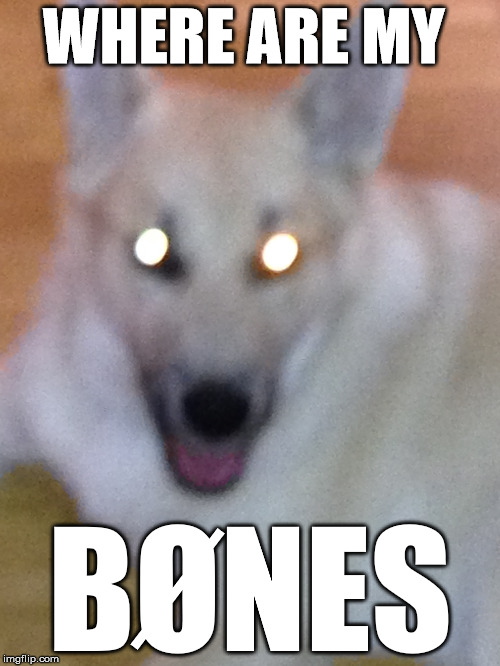 WHERE ARE MY; BØNES | image tagged in dogs | made w/ Imgflip meme maker
