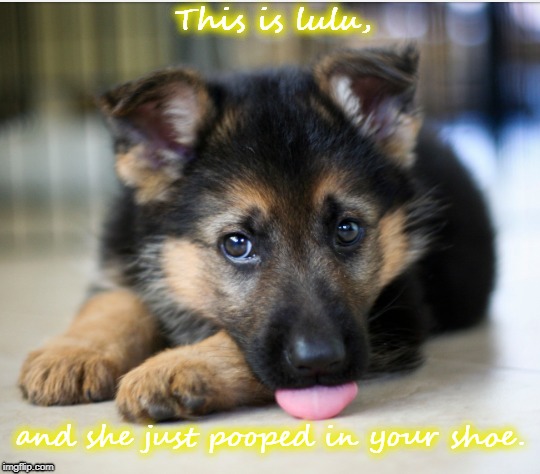 How can you not love her? | This is lulu, and she just pooped in your shoe. | image tagged in dog,love,poop | made w/ Imgflip meme maker