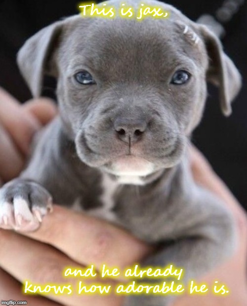 awwwwwwwwwwwwww | This is jax, and he already knows how adorable he is. | image tagged in dog,love,adorable | made w/ Imgflip meme maker