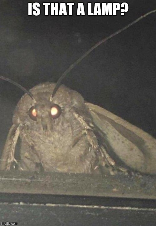 Moth | IS THAT A LAMP? | image tagged in moth | made w/ Imgflip meme maker