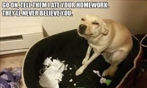 looks like I'm gonna get an F | GO ON, TELL THEM I ATE YOUR HOMEWORK, THEY'LL NEVER BELIEVE YOU | image tagged in memes,the dog ate my homework | made w/ Imgflip meme maker