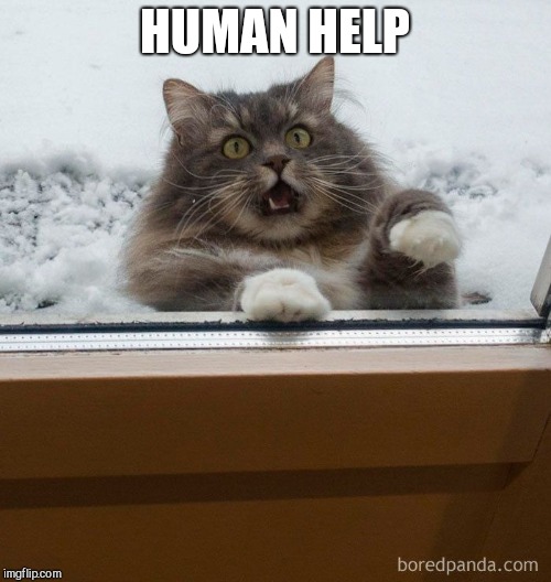 HUMAN HELP | image tagged in scared cat,bath | made w/ Imgflip meme maker
