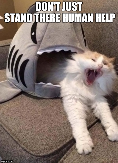 DON'T JUST STAND THERE HUMAN HELP | image tagged in shark attack,cat | made w/ Imgflip meme maker