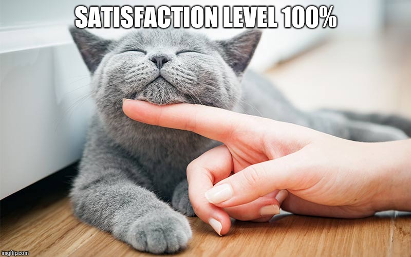 SATISFACTION LEVEL 100% | image tagged in grey cat | made w/ Imgflip meme maker