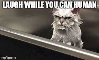 LAUGH WHILE YOU CAN HUMAN | image tagged in unimpressed,cat | made w/ Imgflip meme maker