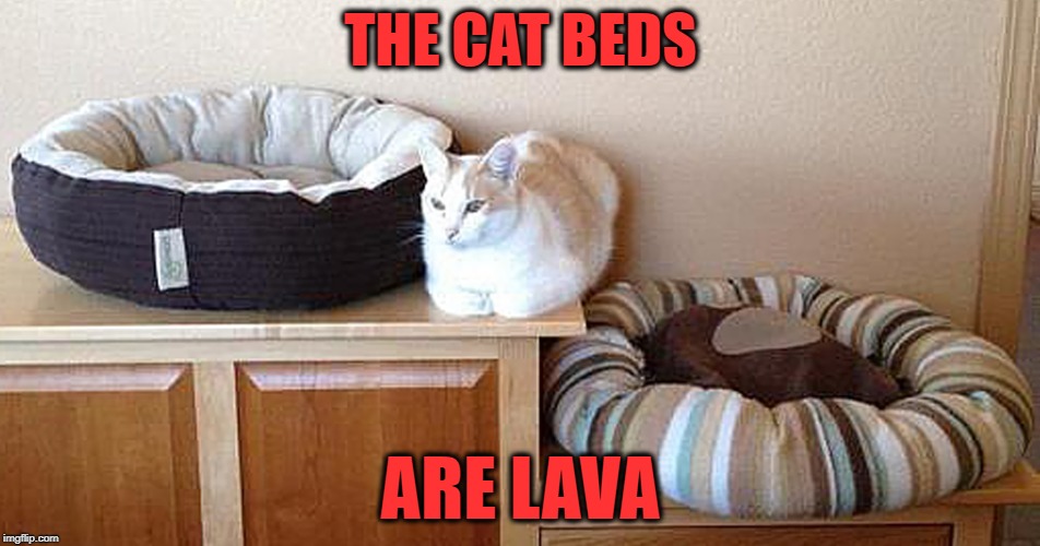 Don't touch  | THE CAT BEDS; ARE LAVA | image tagged in funny memes,cat,the floor is lava,finicky,game,cats | made w/ Imgflip meme maker
