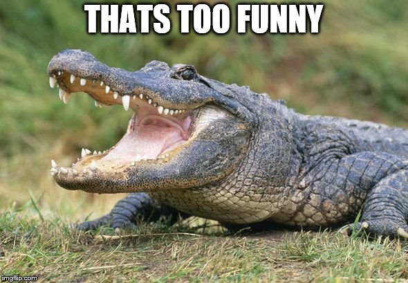 Way too funny gator | THATS TOO FUNNY | image tagged in way too funny gator | made w/ Imgflip meme maker