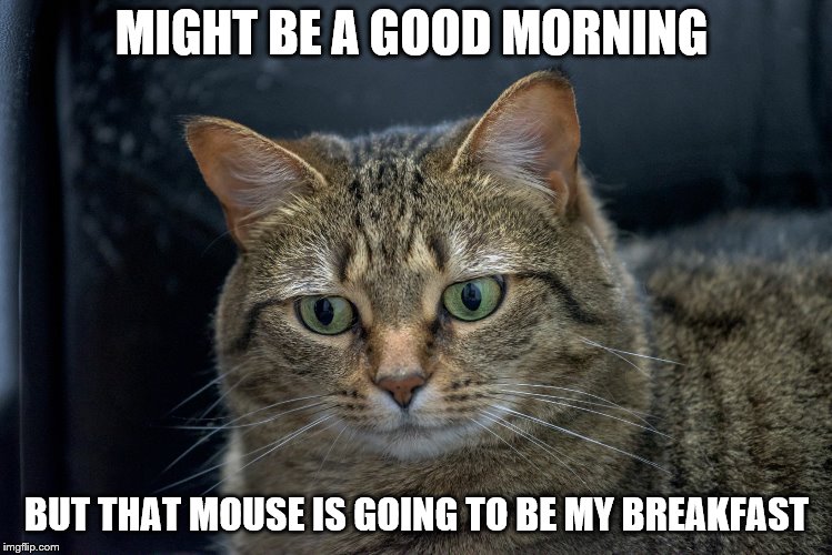 good morning | MIGHT BE A GOOD MORNING; BUT THAT MOUSE IS GOING TO BE MY BREAKFAST | image tagged in penny,cat,funny cat memes,cat meme,animal meme,funny | made w/ Imgflip meme maker