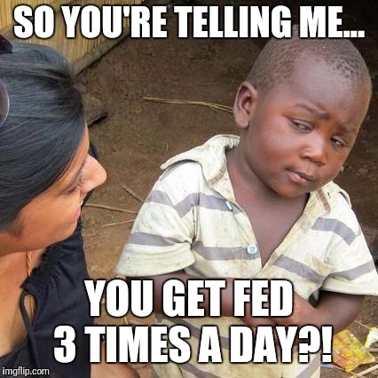Third World Skeptical Kid | SO YOU'RE TELLING ME... YOU GET FED 3 TIMES A DAY?! | image tagged in memes,third world skeptical kid | made w/ Imgflip meme maker
