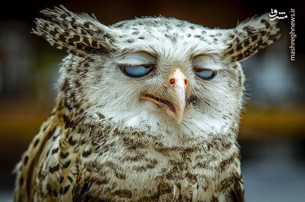 Unwise Owl Blank Meme Template