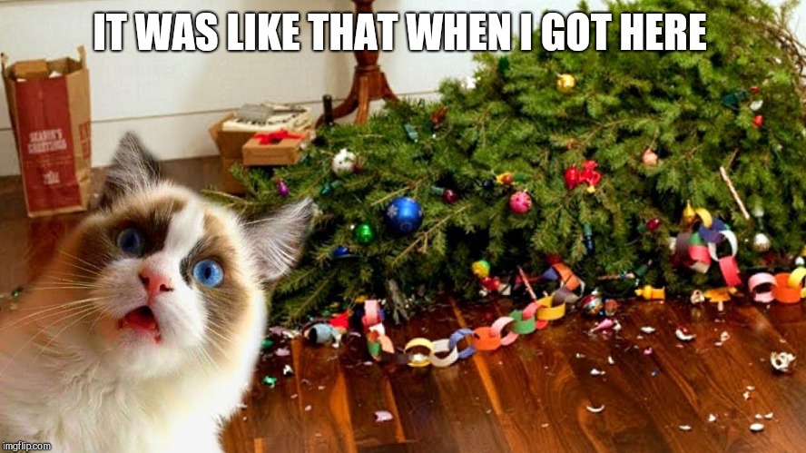 IT WAS LIKE THAT WHEN I GOT HERE | image tagged in cat,shocked,christmas tree | made w/ Imgflip meme maker